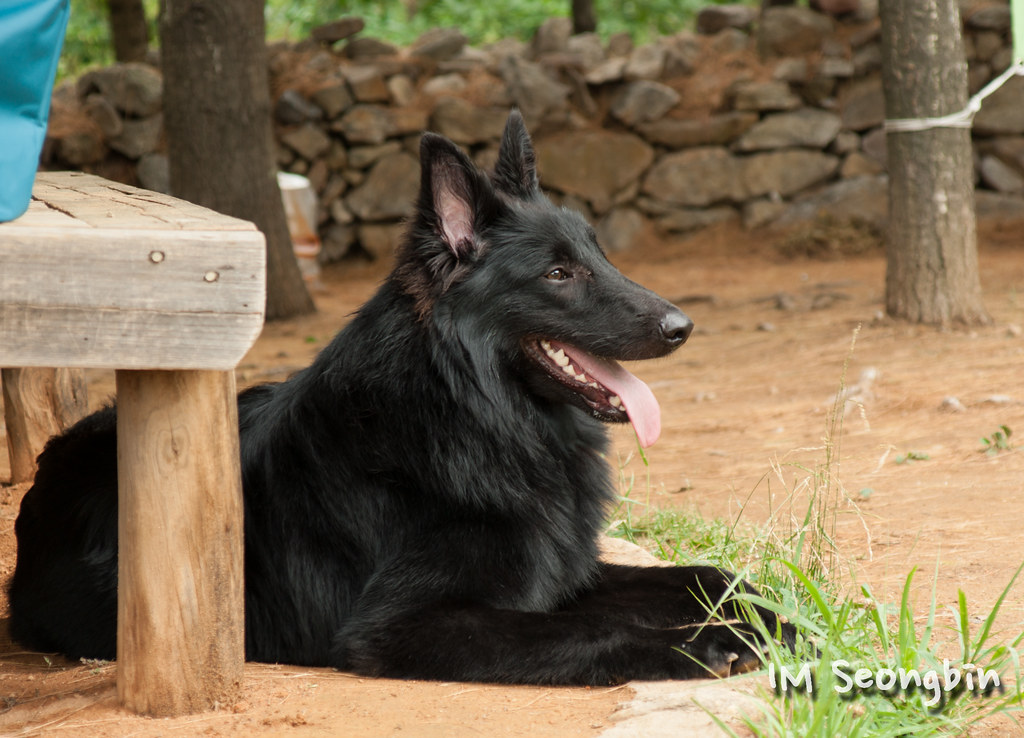 Belgian Sheepdog