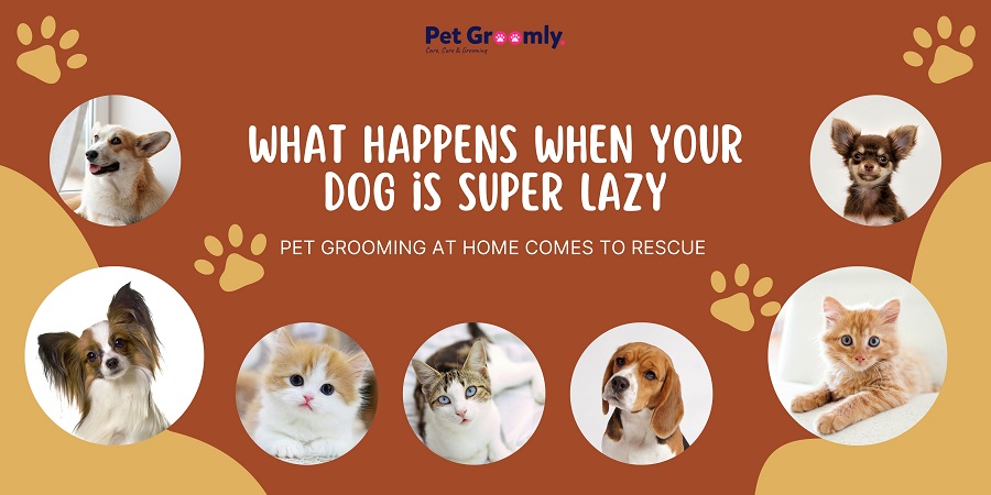 Pet Grooming at Home