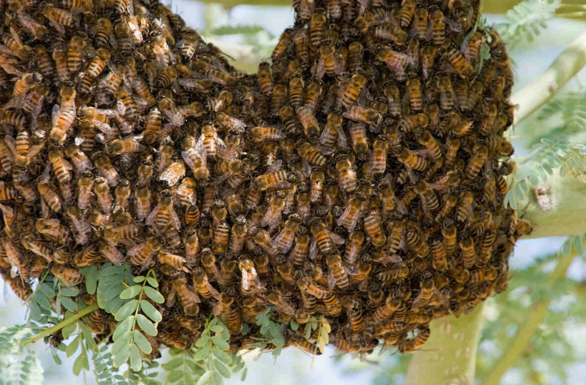 Ethical Pest Control: Human Safety & Bee Preservation