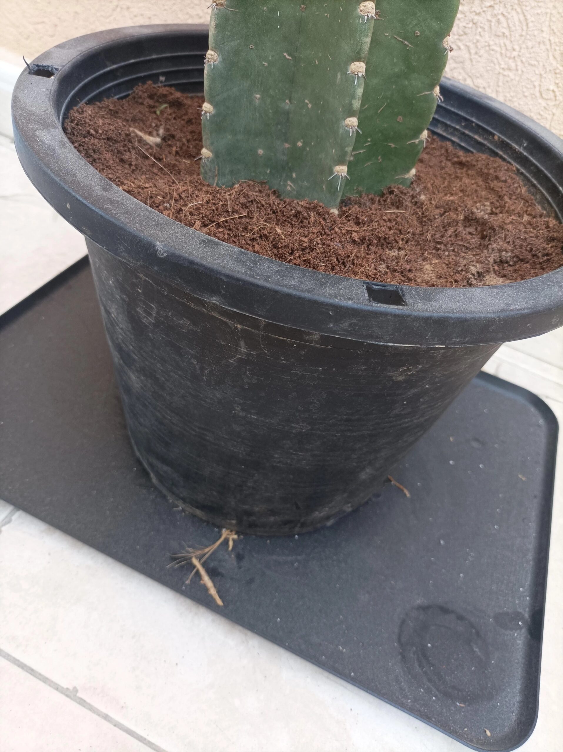 Peruvian Apple Cactus